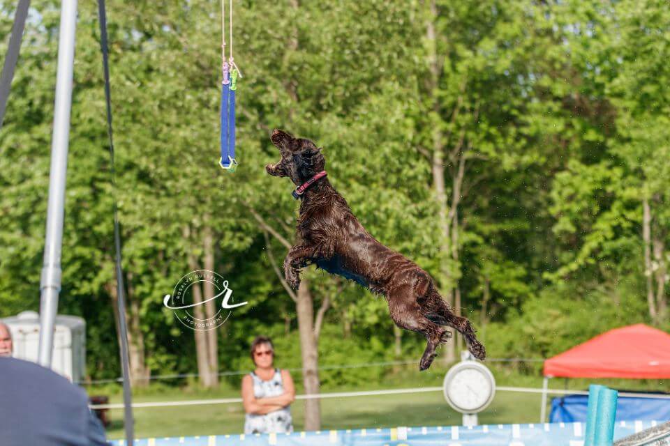 Field Spaniel