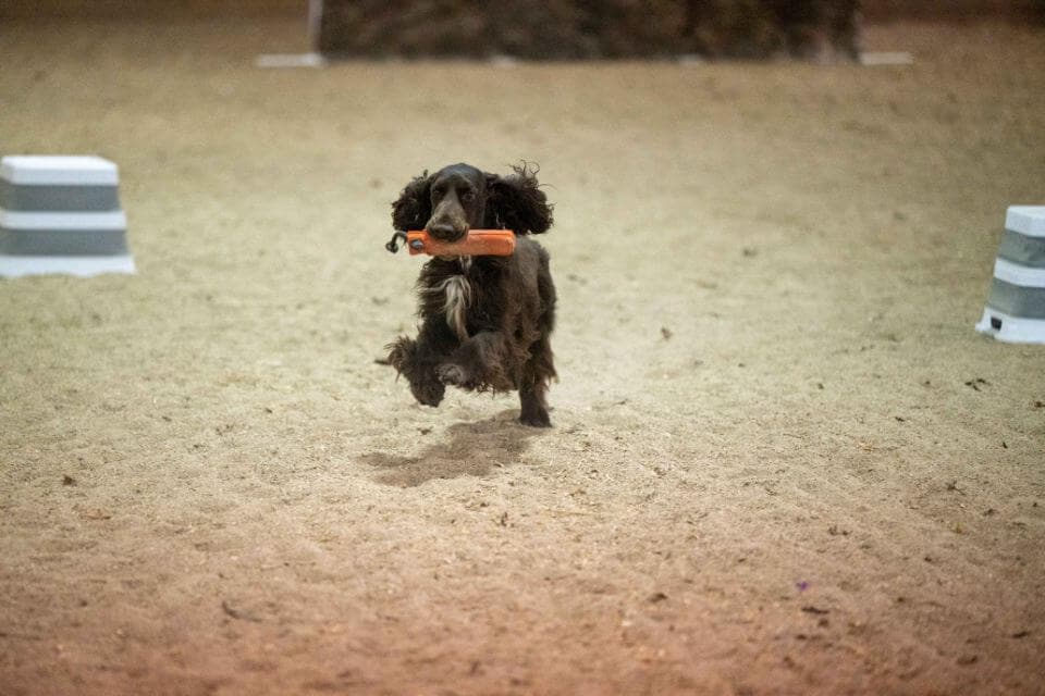 Field Spaniel