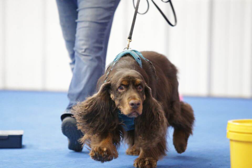 Field Spaniel