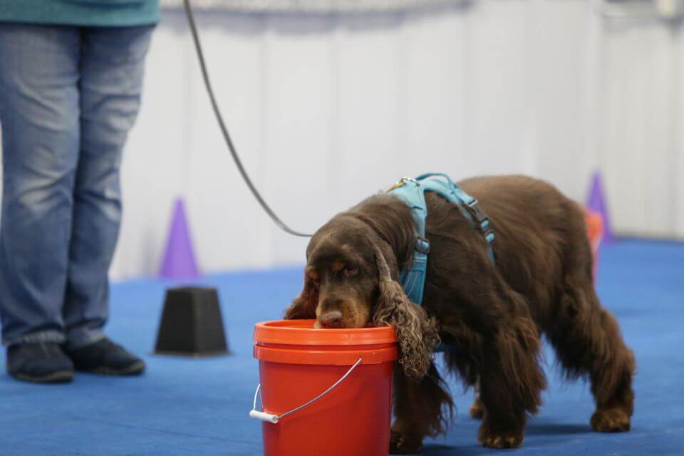 Field Spaniel