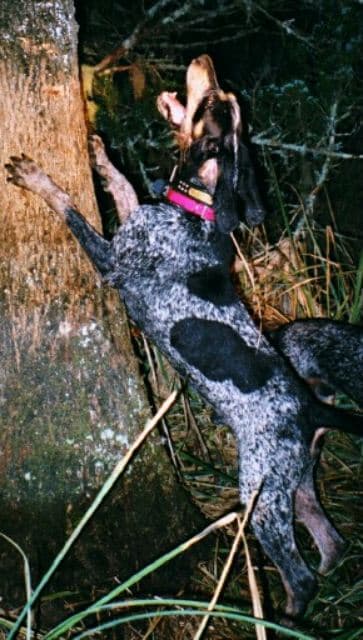 Bluetick Coonhound