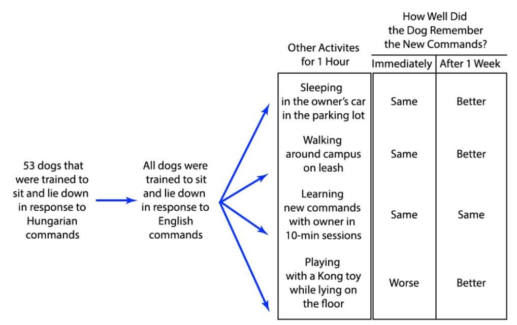 Dog training chart