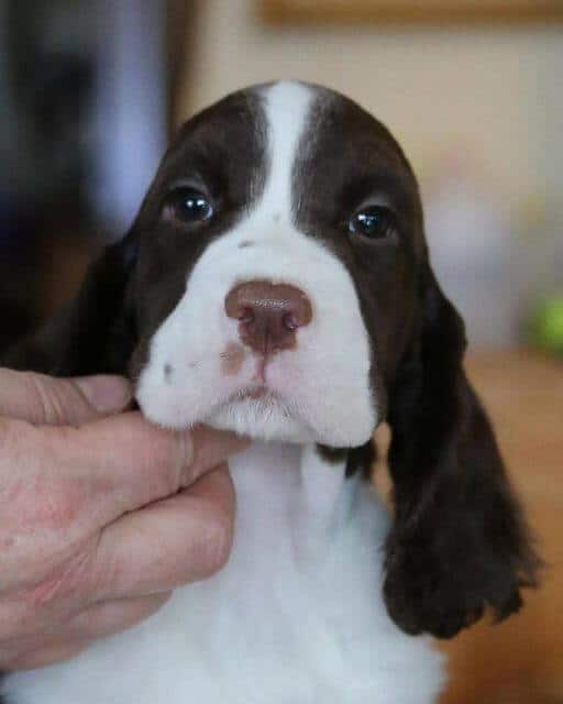 English Springer Spaniel
