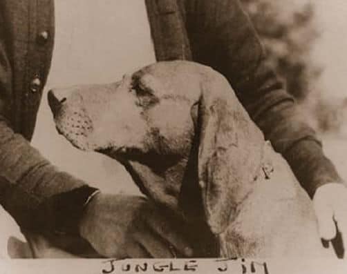 Old photograph of a Redbone Coonhound