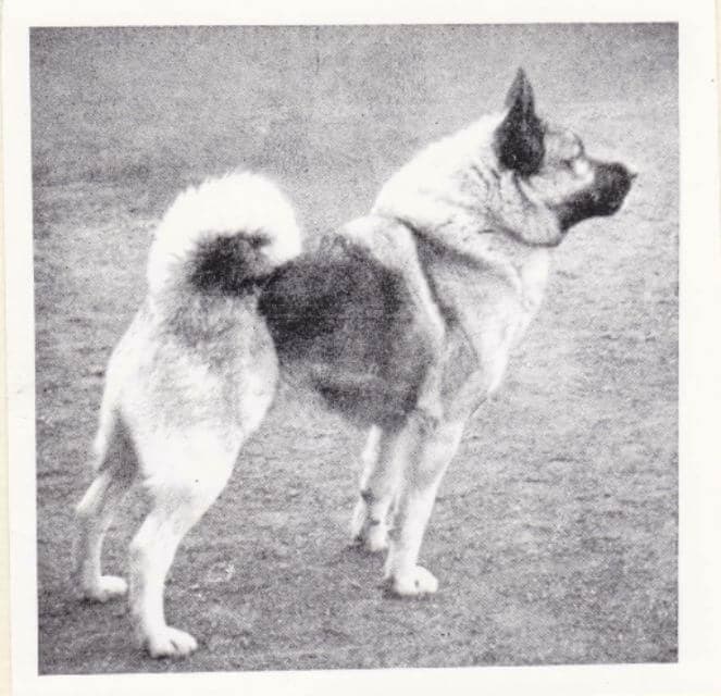 Norwegian Elkhound