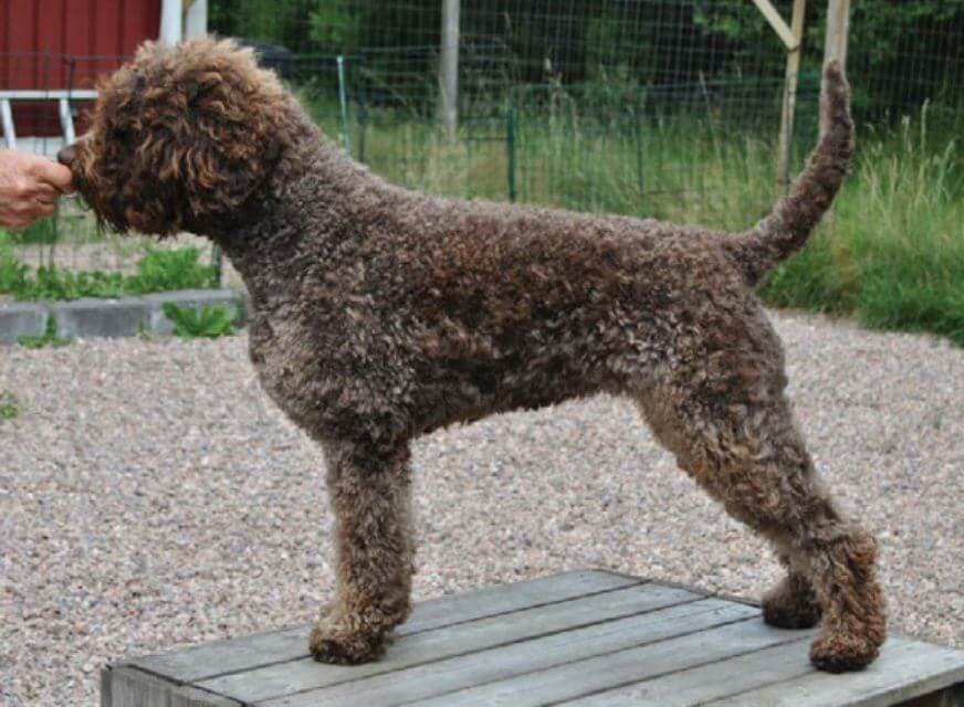 Lagotto Romagnolo