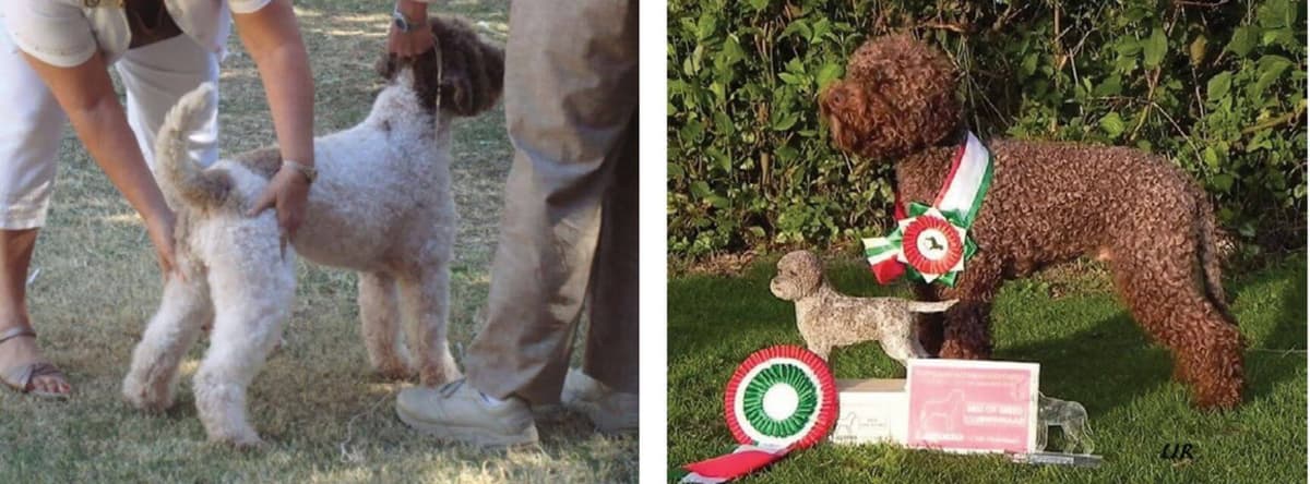 Lagotto Romagnolo