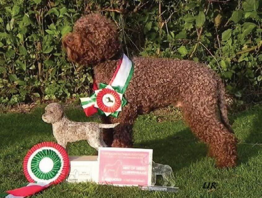 Lagotto Romagnolo