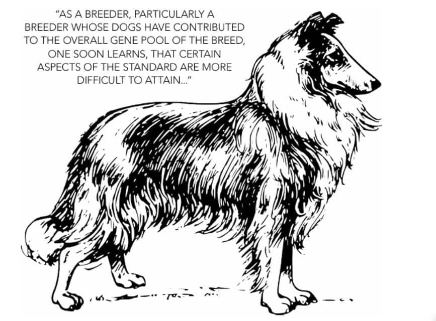 Collie