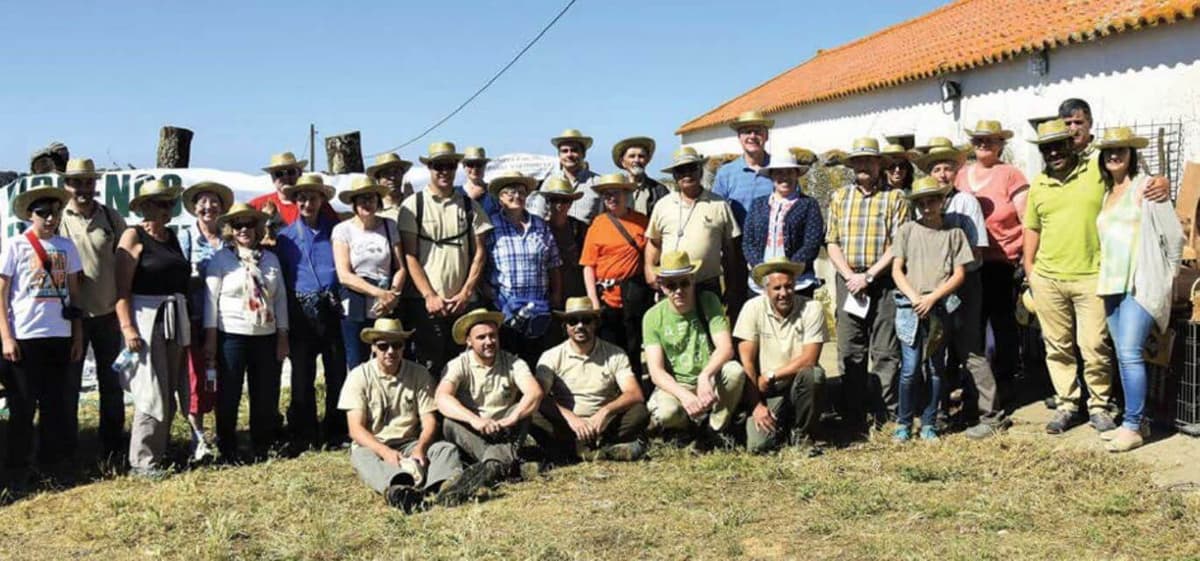 Portuguese Podengo Pequeno