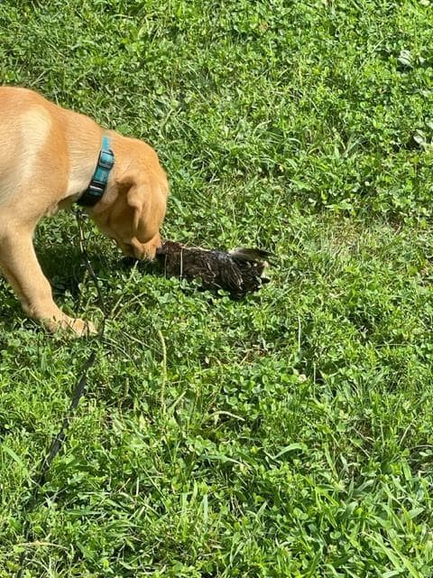 Rocket smells his first duck but is unwilling to pick it up