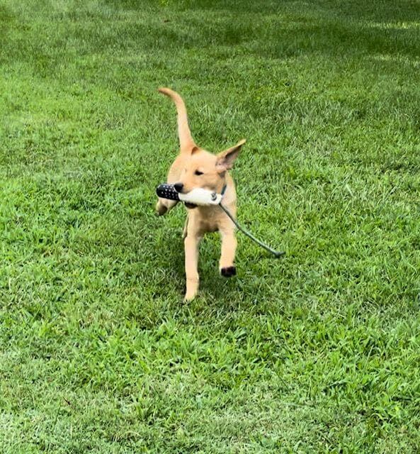 Rocket loves to retrieve bumpers and does so gaily