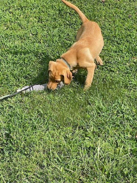 Rocket loves to retrieve his bumper, even in a silly sock.