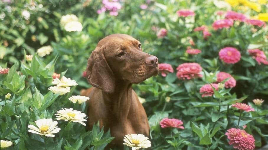 Vizsla dog in a field of flowers.