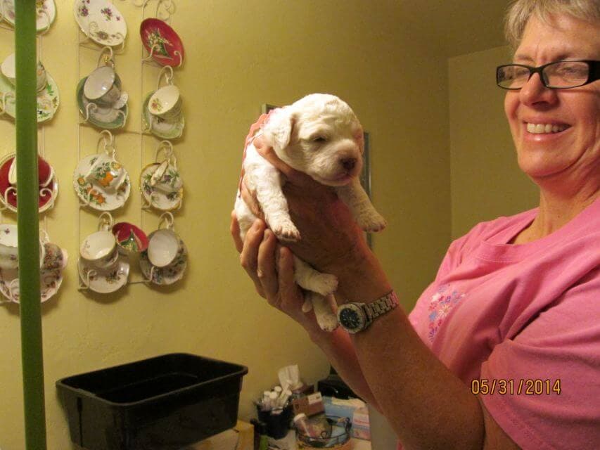 Lagotto Romagnolo