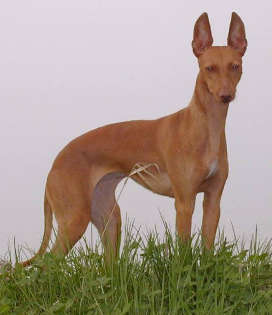Cirneco