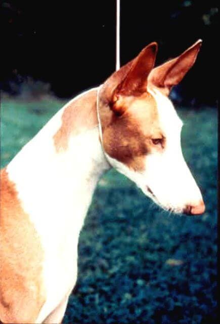 Ibizan Hound