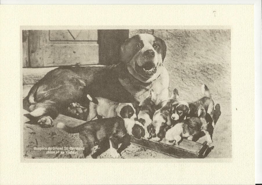 Saint Bernard