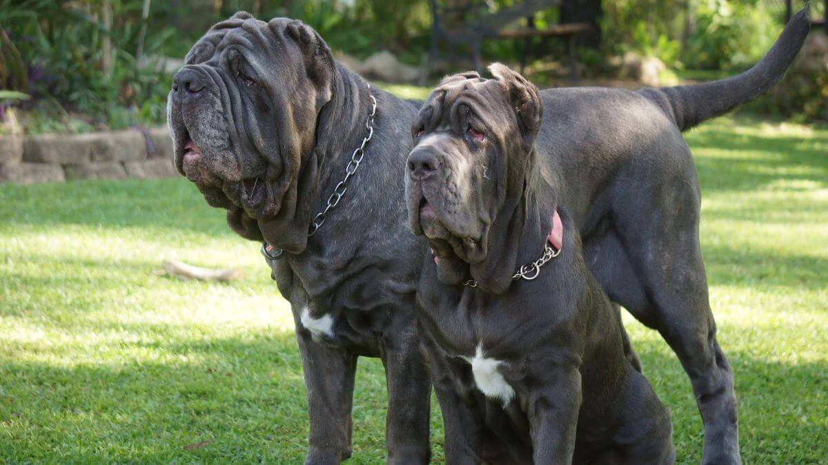 Neapolitan Mastiff
