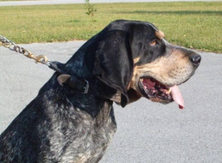 Bluetick Coonhound