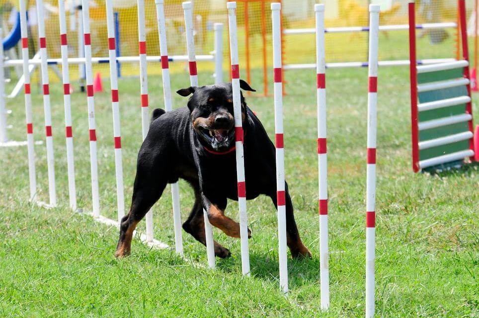 Rottweiler