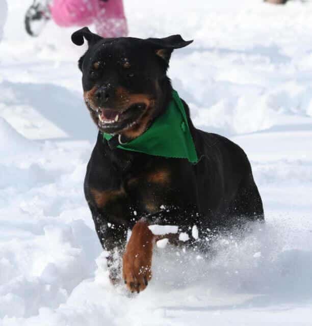 Rottweiler