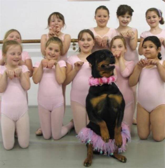 Rottweiler