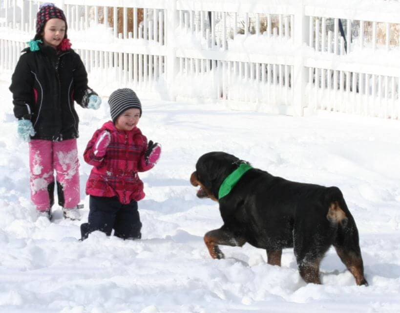 Rottweiler