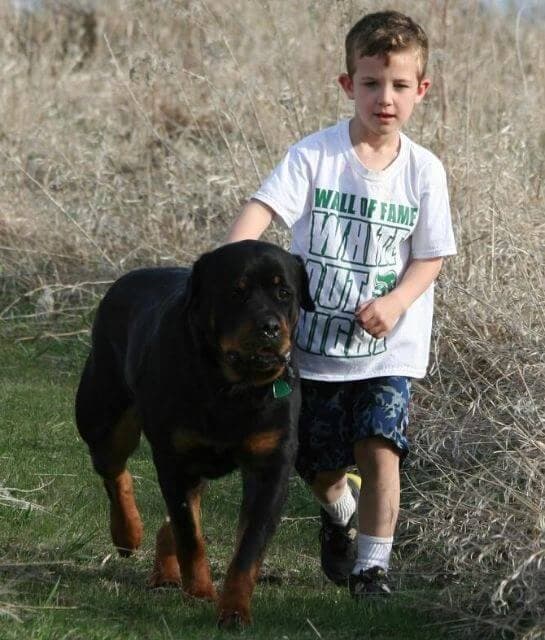 Rottweiler