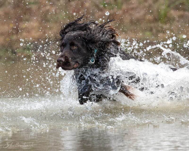 Boykin Spaniel
