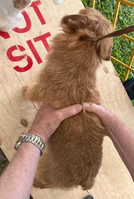 Norfolk Terrier