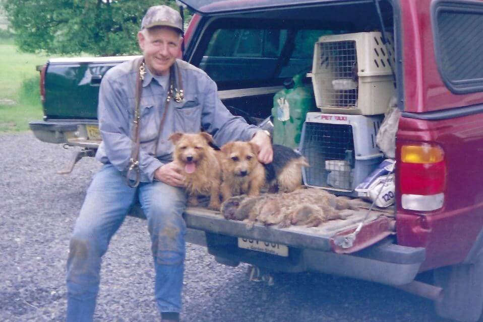 Norfolk Terrier