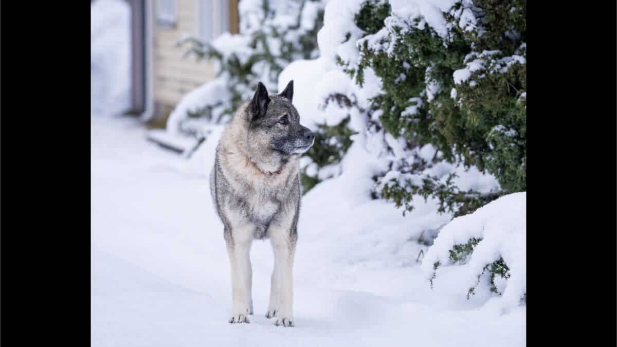 Norwegian Elkhound