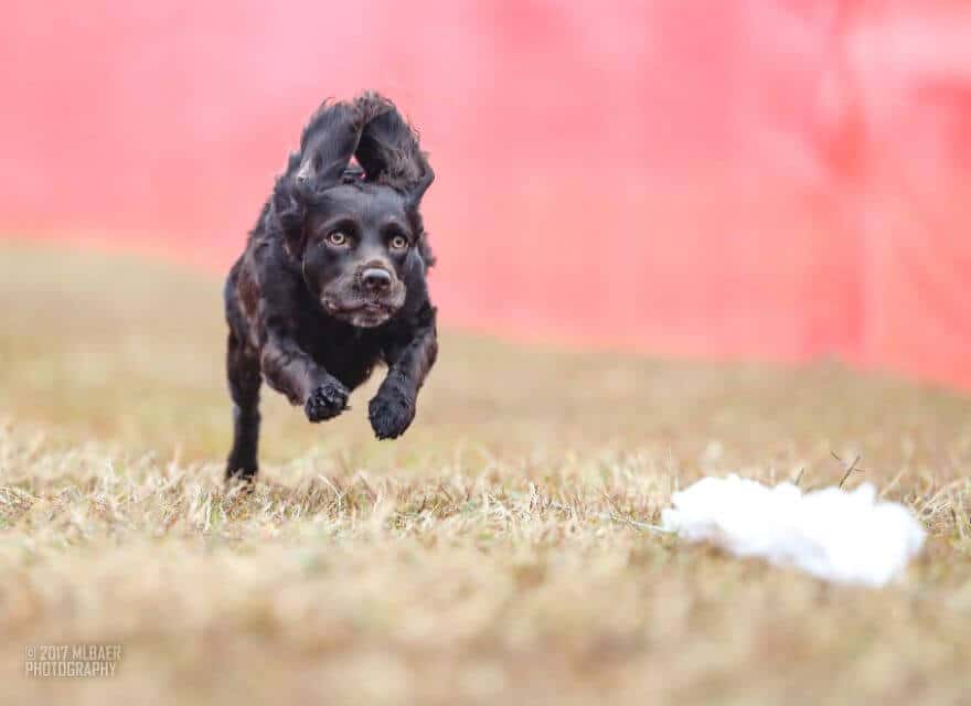 Boykin Spaniels