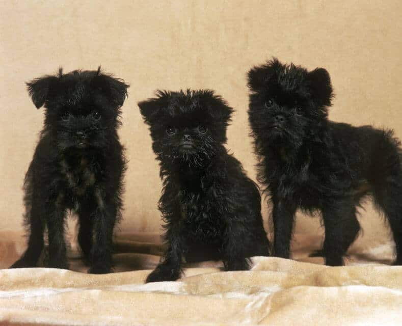 Affenpinscher Dog, Pup sitting black