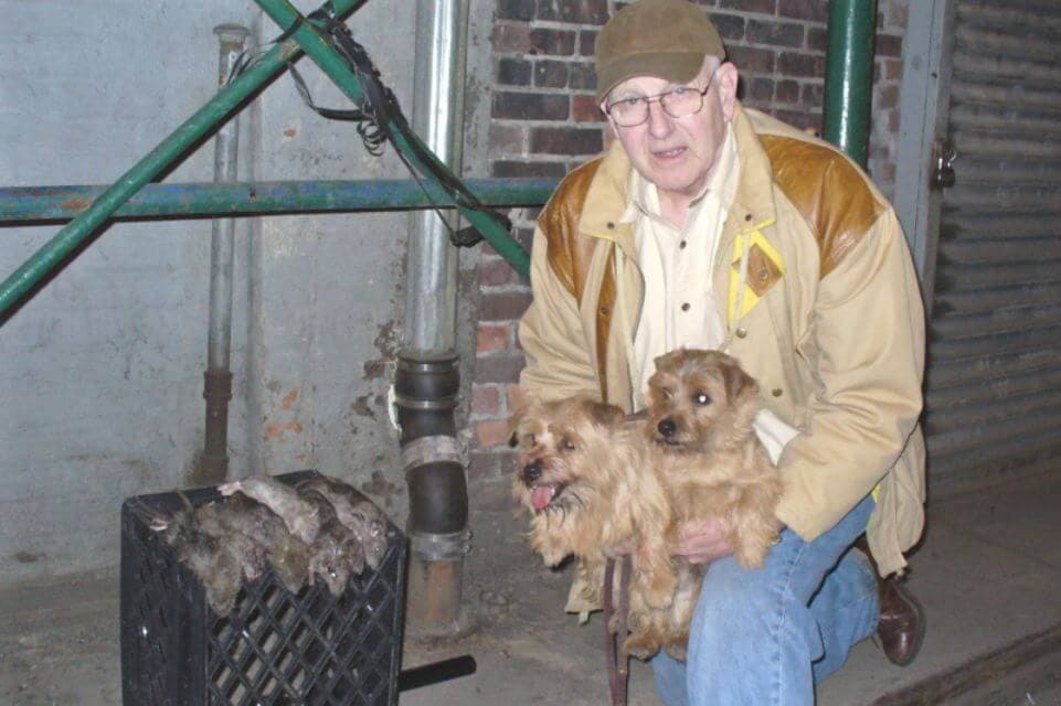 Norfolk Terrier