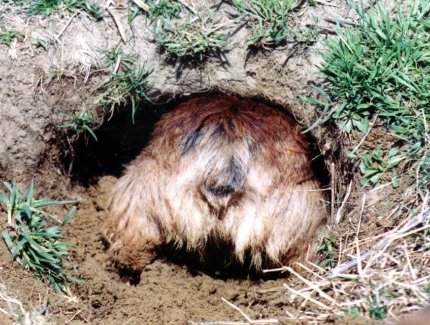 Norfolk Terrier
