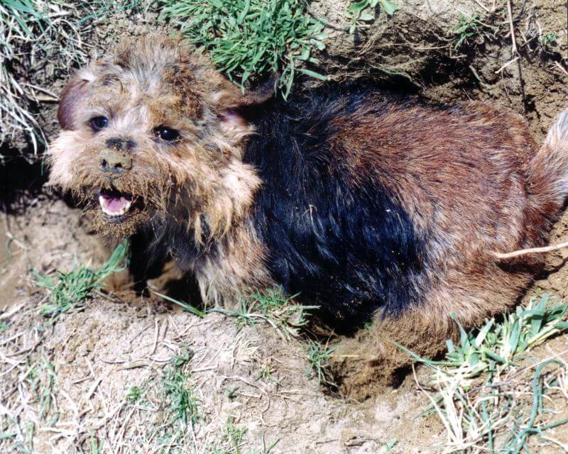 Norfolk Terrier