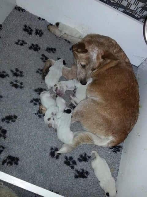 Australian Cattle Dog