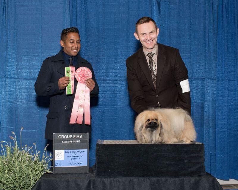 Pekingese