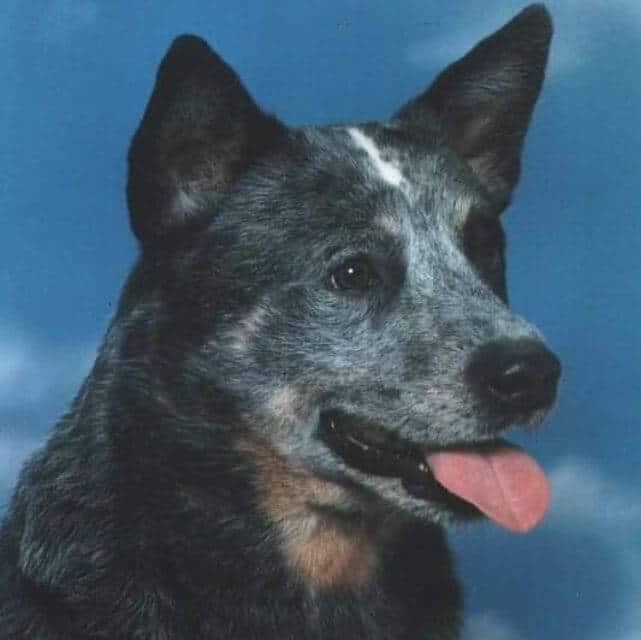 Australian Cattle Dog
