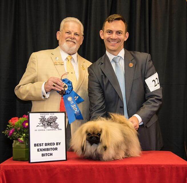 Pekingese