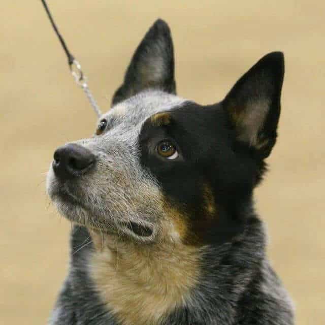 Australian Cattle Dog