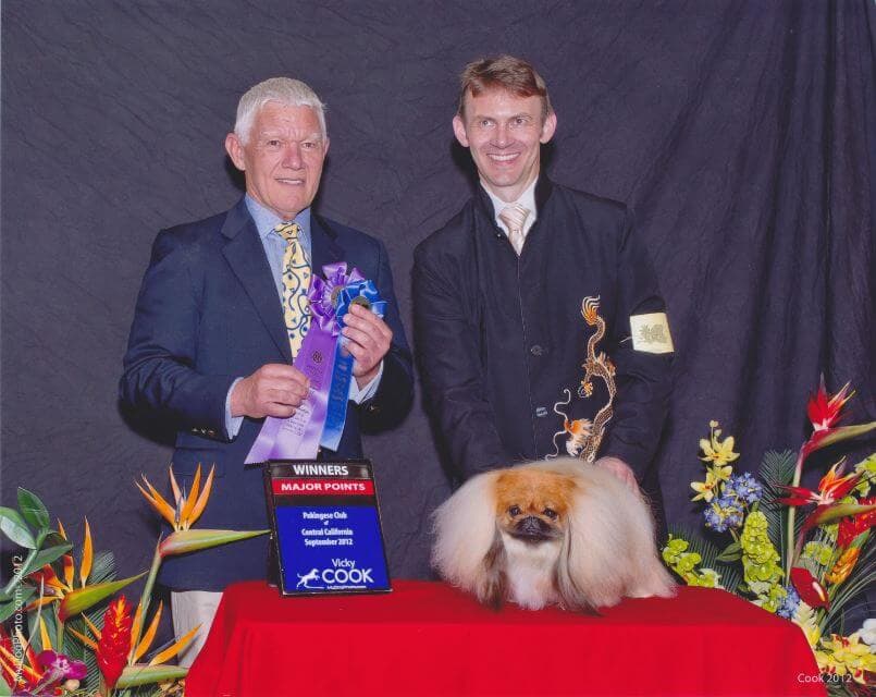 Pekingese