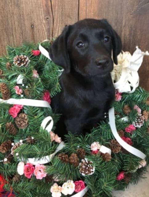 Retriever