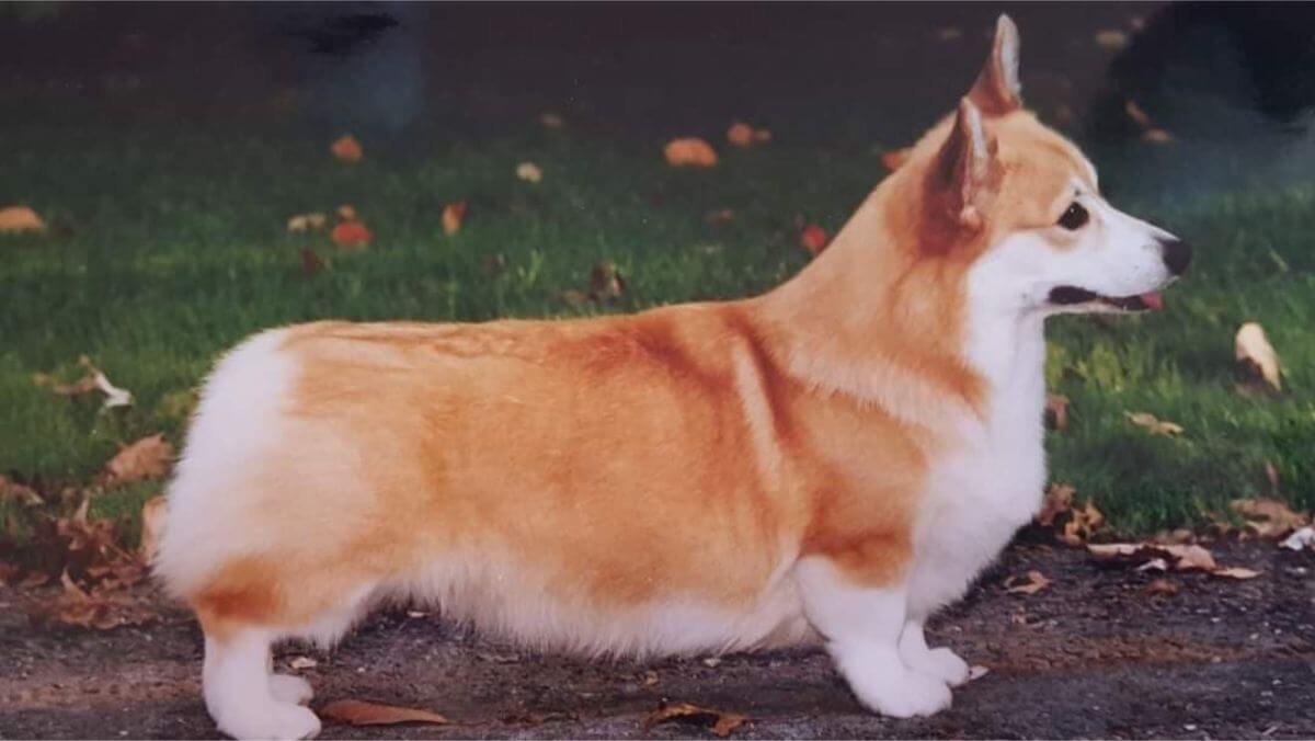Pembroke Welsh Corgi