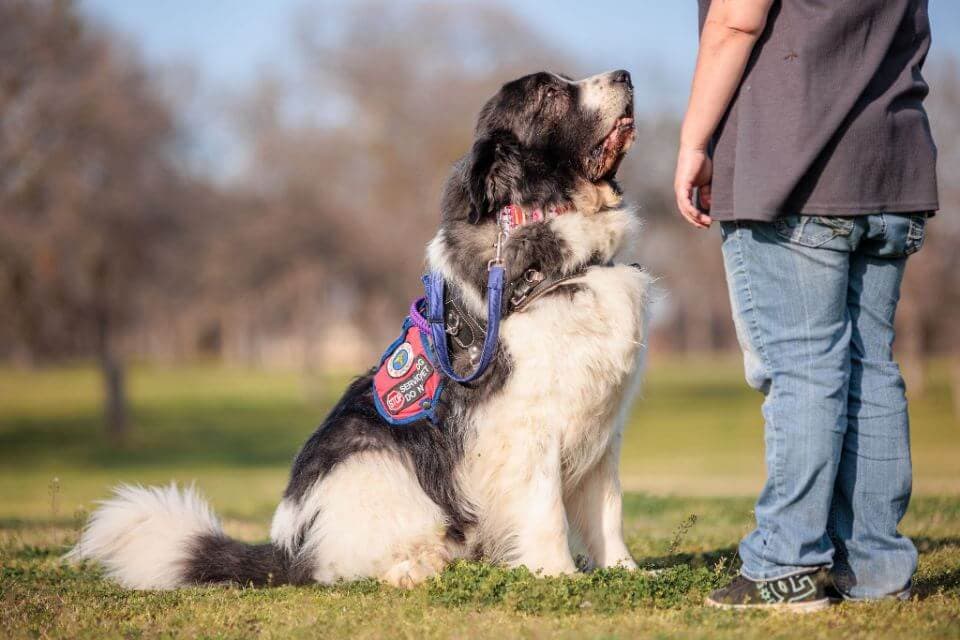 Pyrenean Mastiff