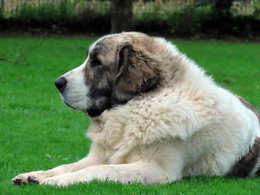Pyrenean Mastiff