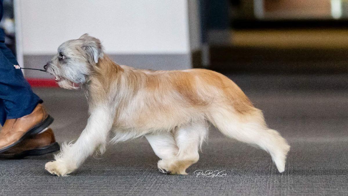 Pyrenean Shepherd