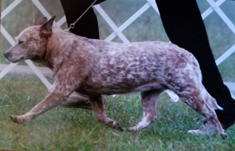 Australian Cattle Dog